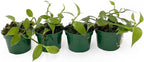 Live Vanilla planifolia Orchid Plant - 'Vanilla Orchid' - ragnaroc Tropical Plant 3-6" Tall - 1ct - Live Arrival Guaranteed - House Plants for Home Décor & Gift