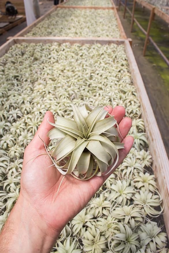 Air Plant Tillandsia Xerographica 3-4" Wide by Garden in the City/Ships from California/Greenhouse Grown (Mini (3-4"))