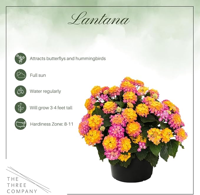Live Flowering Lantana - Havana Sunrise (2 Plants Per Pack) - Healthy Blooming Pollinator, 8" Tall by 5" Wide in 1 Qt Pot