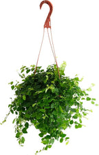 Shop Succulents Ficus Repens Creeping Fig, Live Indoor Plant, Low Maintenance Trailing Houseplant, Ideal for Home Decor, Office, and Room Enhancement, 6 Inch Nursery Pot