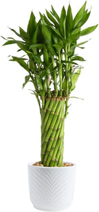 Costa Farms Lucky Bamboo Live Plant in Decorative Pot, Easy to Maintain Indoor Houseplant, Perfect for Home, Room, or Office Decor, Great House Warming or Birthday Gift, 12-15 Inches Tall