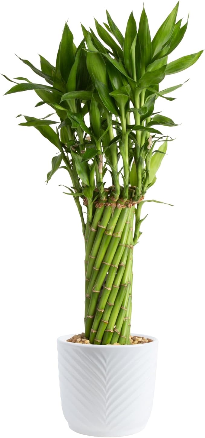 Costa Farms Lucky Bamboo Live Plant in Decorative Pot, Easy to Maintain Indoor Houseplant, Perfect for Home, Room, or Office Decor, Great House Warming or Birthday Gift, 12-15 Inches Tall