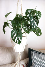 American Plant Exchange Monstera Adansonii – Live 4-Inch Pot Swiss Cheese Vine Plant, Small Easy-Care Trailing Houseplant, Low-Maintenance Air Purifying Plant for Home, Office & Garden Décor