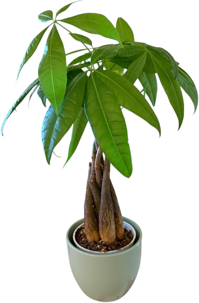 Money Tree Live Plant | 14-22 Inches Tall Bonsai | Easy to Grow Indoor Houseplant | Home, Office, or Room Decor | Birthday, Housewarming Gift (Sage)