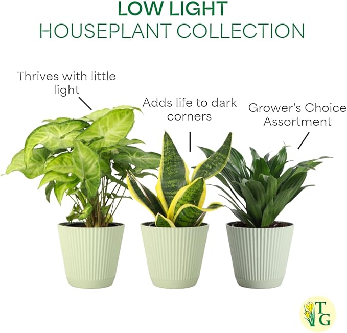 Thorsen's Greenhouse Live Low Light Houseplants (3 Pack), Easy to Grow Indoor Plants, Grower's Choice Bundle, 4-inch Diameter Established Plants, Decorative Sage Ruffled Pot (3-Pack)