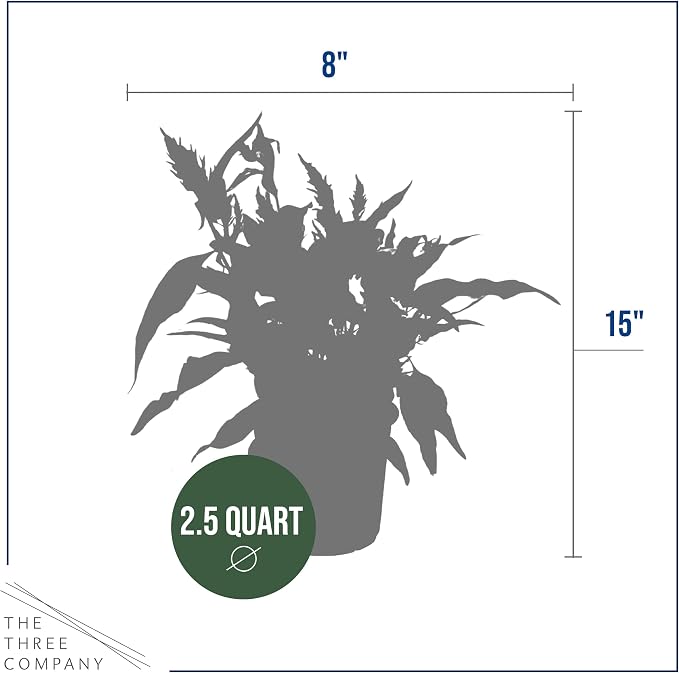 Live Celosia - Dragon's Breath - 2 Plants Per Pack - Beautiful Color - 15" Tall by 8" Wide in 2.5 Qt Pot