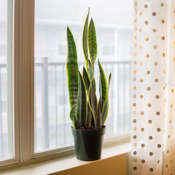Perfect Plants Snake Plant Sansevieria Trifasciata Laurentii 16in Tall | Easy Care Houseplant | Perfect for Low to Bright Light Conditions, 6 in Grower's Pot
