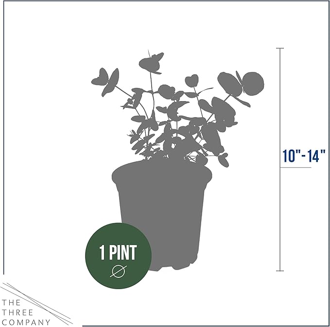Live Aromatic and Edible Herb - Eucalyptus (4 Per Pack) - Assorted Varieties, Natural Air Purifier, 10" Tall by 3" Wide
