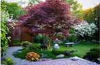 2 Red Japanese Maple Trees – Live Plants, 2-3 Ft Tall, Stunning Foliage - 2 Pack