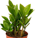 Zamioculcas Zamiifolia ZZ Live Plant for Indoor | Different Houseplants in 4'' & 6'' Pot | Real House Plant for Living Room, Office, Desk & Bathroom |