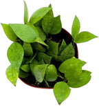 BubbleBlooms Hoya Krohniana Eskimo Super Silver, 4 inch Rare Exotic Indoor House Wax Plant