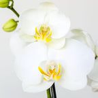 Green Circle Growers 5" White with Yellow Orchid in Yellow Pot with Bunny Pick, Live Indoor Plants, House Plant