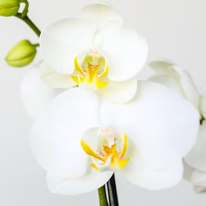 Green Circle Growers 5" White with Yellow Orchid in Yellow Pot with Bunny Pick, Live Indoor Plants, House Plant