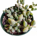 Live Trailing Plants String Plants (4" Pot String of Watermelons)