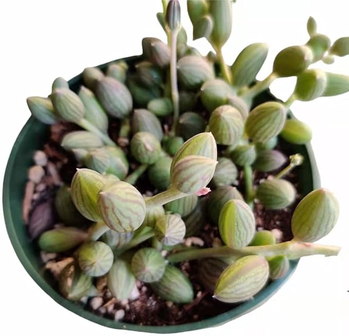 Live Trailing Plants String Plants (4" Pot String of Watermelons)