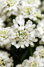 RedCrocus White Out Candytuft Iberis sempervirens- Evergreen Ground Cover, White Flower Clusters, Attracts Pollinators, Container & Garden Use, Pet Safe 2 Gallon