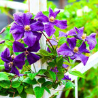 Clematis Vine Plant, Clematis Vine Plants Live in 2.5 Inch Pot, Perennial Climbing Clematis Plants Live for Outdoor Garden (Dark Purple Flowers)