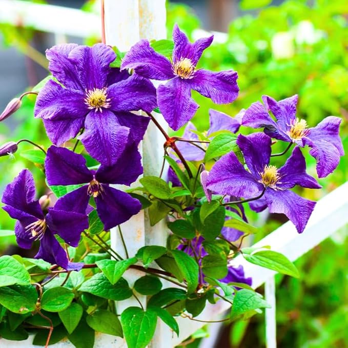 Clematis Vine Plant, Clematis Vine Plants Live in 2.5 Inch Pot, Perennial Climbing Clematis Plants Live for Outdoor Garden (Dark Purple Flowers)