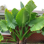 2 Green Giant Taro Alocasia Plants Live Houseplant for Indoor Outdoor Growing, 4 to 8 Inches Tall, Rare and Hardy