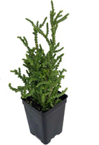 Princess Pine Succulent Plant - Crassula muscosa - 2.5" Pot