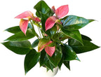 Anthurium (12"-14" Tall) Unique and Gorgeous Live Indoor Plant, Easy Care and Easy to Grow, Bloom Plant, 4 inch Pot (Pink Matata)