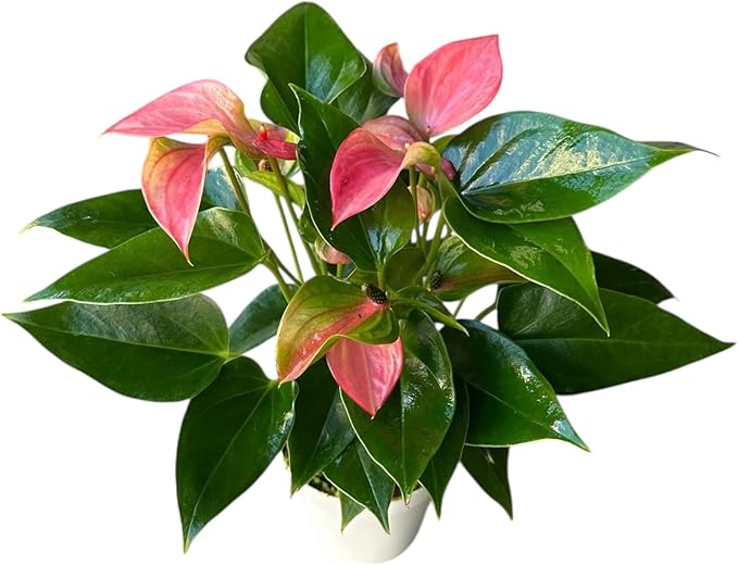Anthurium (12"-14" Tall) Unique and Gorgeous Live Indoor Plant, Easy Care and Easy to Grow, Bloom Plant, 4 inch Pot (Pink Matata)