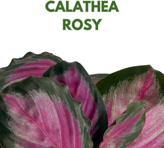 BubbleBlooms Calathea Rosie, in 4 inch Pot, Pink Picturata, Hot Pink Roseopicta, Rosey Pink Star, Rosy Prayer Plant