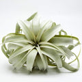 Garden in the City Air Plant Tillandsia Xerographica 6" Wide, Greenhouse Grown, Ships from California, Indoor Outdoor