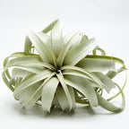 Garden in the City Air Plant Tillandsia Xerographica 6" Wide, Greenhouse Grown, Ships from California, Indoor Outdoor