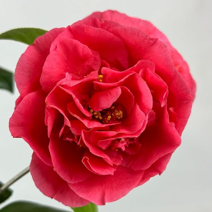 Blooming & Beautiful - Kramer's Supreme Camellia - 3 gal - Evergreen Shrub - Large Bright Rosy Red Peony Form Blooms - Zones 7-9 - Camellia Japonica ‘Kramer’s Supreme’ - 3 Gallon Pot