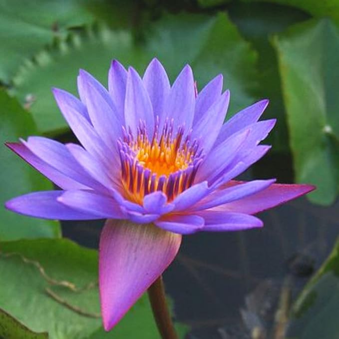 4 Pack Water Lily Tubers Live Aquatic Plant Freshwater Pond Garden Colorful by Greenpro