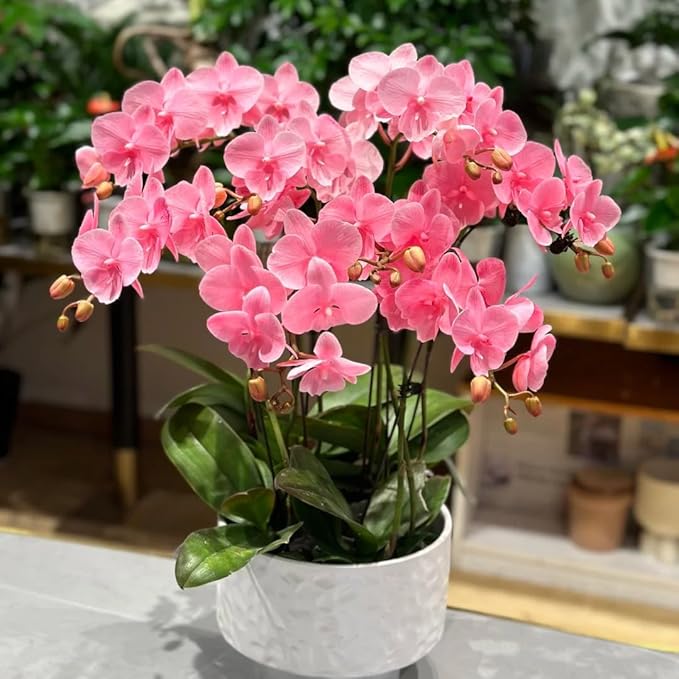 Phalaenopsis Orchid Flower Seed for Planting, 202+ Mixed Phalaenopsis Seeds, Perennial Plant Seed, Non-GMO Heirloom Rare Flower Seed for Home Garden Outdoor