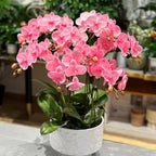 Phalaenopsis Orchid Flower Seed for Planting, 202+ Mixed Phalaenopsis Seeds, Perennial Plant Seed, Non-GMO Heirloom Rare Flower Seed for Home Garden Outdoor