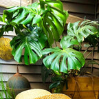 Philodendron Plant Live, Rare Tropical Variegated Live Indoor Houseplant for Home Office, 5-8" Tall, No Pot (Green Philodendron Plant)