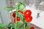 Seeds Indoor Tomato Bonsai 30 Seeds for Planting Dwarf Tomato for Growing Indoors