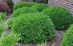 Two Green Velvet Boxwoods - 2 Live Evergreen Plants Shipped 6-8" Tall by DAS Farms