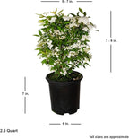 Reeves Bridal Wreath Spirea (2.5 Quart) White Blooming Deciduous Shrub - Full Sun Live Outdoor Plant