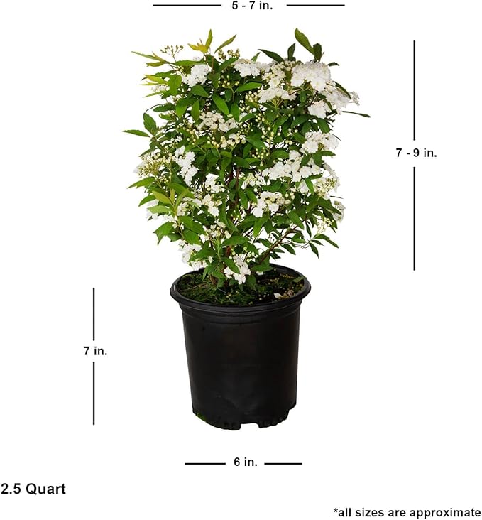 Reeves Bridal Wreath Spirea (2.5 Quart) White Blooming Deciduous Shrub - Full Sun Live Outdoor Plant
