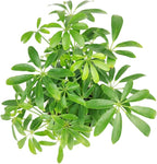 Schefflera Arboricola - Dwarf Umbrella Tree (4" Grower Pot) - Tropical Houseplant - Low Light and Healthy Houseplant - Easy to Care Indoor Houseplant