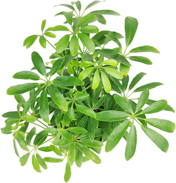Schefflera Arboricola - Dwarf Umbrella Tree (4" Grower Pot) - Tropical Houseplant - Low Light and Healthy Houseplant - Easy to Care Indoor Houseplant