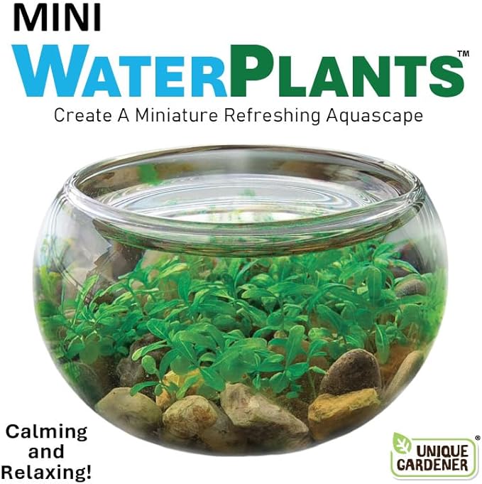 Mini WaterPlants - Create Your Own Soothing Aquasacape Starter Kit, Indoor Plant Glass Globe Terrariums with Complete Supplies, Just Add Water, 3-Pack