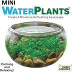 Mini WaterPlants - Create Your Own Soothing Aquasacape Starter Kit, Indoor Plant Glass Globe Terrariums with Complete Supplies, Just Add Water, 3-Pack