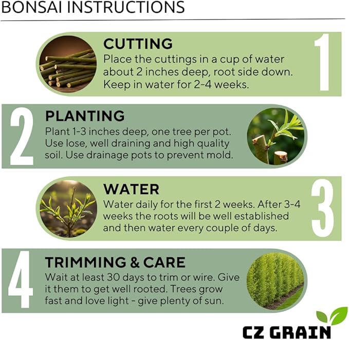 Live Dwarf White Willow Bonsai Tree - Stunning Silvery-Green Leaves - Fast Growing, Indoor/Outdoor Bonsai Material - Easy-to-Root & Bloom - Unique Zero Waste Living Gift for Plant Lovers