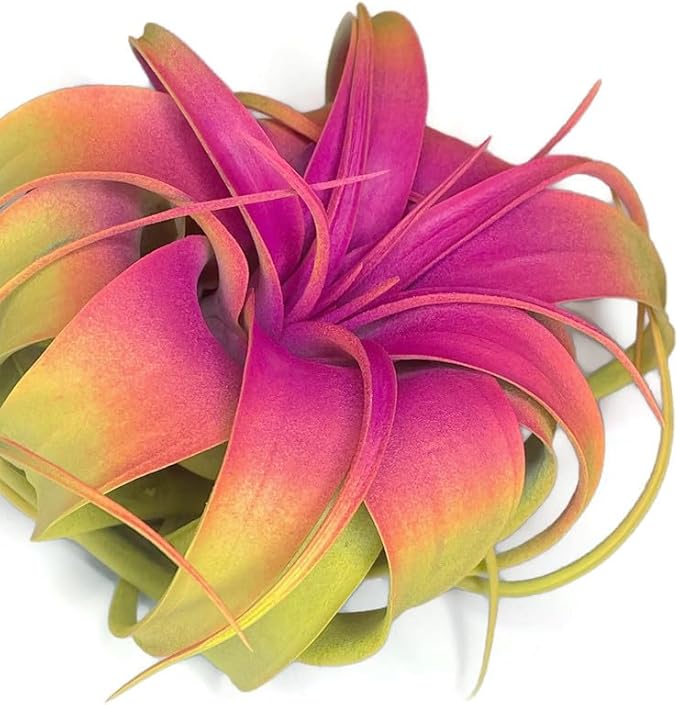 XL Xerographica Colored Air Plant, Live Tillandsia House Plant, Easy Care Indoor Outdoor, Great Gift, Healthy Arrival Guaranteed (Rainbow #3)
