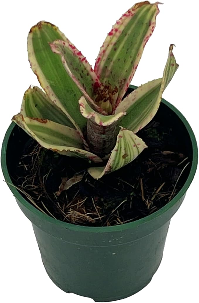 ragnaroc Live Plants – Bromeliad Neoregelia Gizmo, 4-8" in 3" Pot - 1ct - Live Arrival Guaranteed - House Plants for Home Decor & Gift