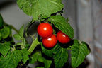 Dwarf Bush Cherry Tomatoes Seeds for Planting About 20 Seeds Indoor Tomato