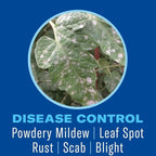 BioAdvanced Houseplant Insect & Mite Control, Ready-to-Use Fungal Disease & Fungus Gnats Killer, 24 oz, Plant Spray for Fungus Gnats