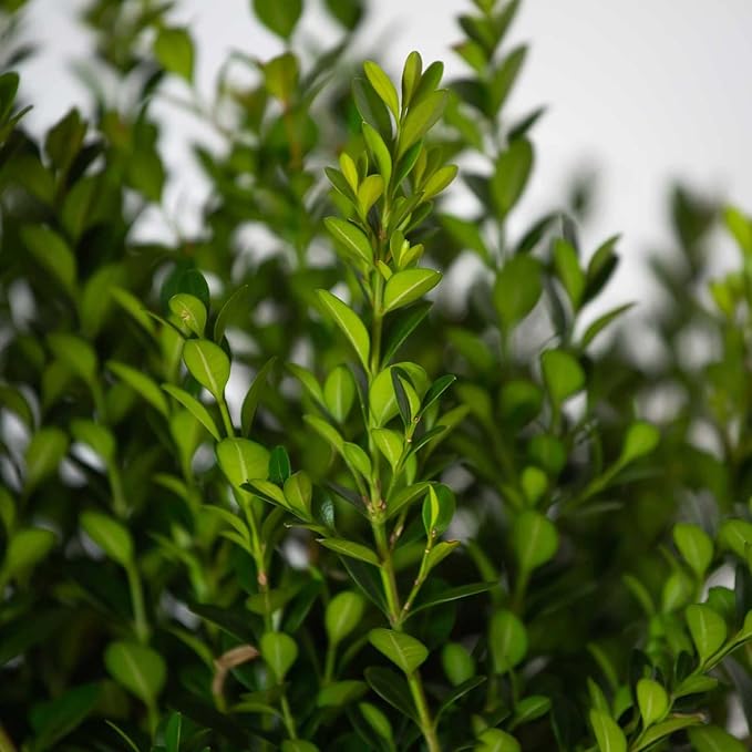 Southern Living Plant Collection 2.5 Quart - Baby Gem Boxwood, Green