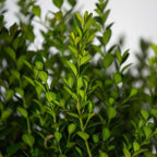 Southern Living Plant Collection 2.5 Quart - Baby Gem Boxwood, Green