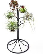 Air Plant Holder Iron Tree Stand Metal Air Plant Display with 6 Rings, Round Base Tillandsia Holder for Home Office Tabletop Decoration (Plants Not Included)